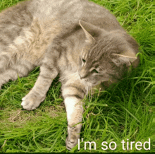 Chat Cat GIF - Chat Cat Zzz GIFs