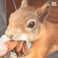 Mouth Full My Nuts GIF - Mouth Full My Nuts Squirrel GIFs