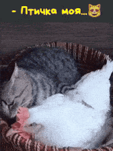 a cat and a chicken are sleeping in a basket with russian writing on the top