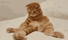 Cats Funny Animals GIF - Cats Funny Animals Memorized GIFs