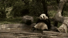 Wutever GIF - Summer Panda Chilling GIFs