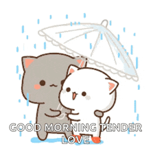 a cartoon of two cats hugging under an umbrella with the words good morning tender love on the bottom