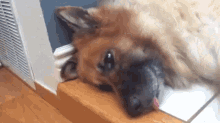 a german shepherd dog is laying down on a tiled floor .