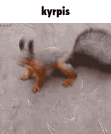 Kyrpis Orava GIF - Kyrpis Orava GIFs