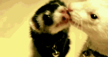 ferrets kiss lick licking