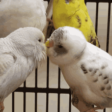 Kisses Birds GIF - Kisses Birds Cute GIFs