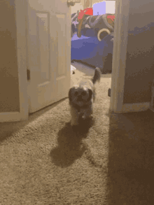 a small dog standing on a carpeted floor in a room