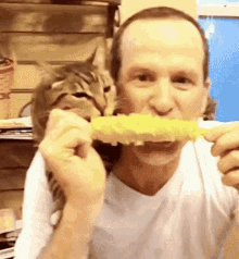 Cat Corn On The Cob GIF - Cat Corn On The Cob Kitty GIFs