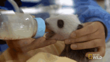 drinking milk pampered pandas feeding milk having meal baby panda