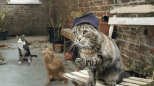 Jazzy Cats GIF - Cat Beat Jazz GIFs