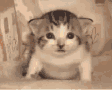 Cat Explosion GIF - Cat Explosion Meme GIFs