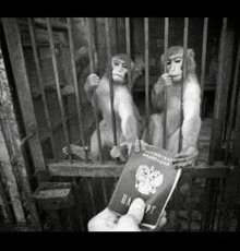 a black and white photo of two monkeys in a cage with a person holding a passport .