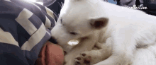 Dog Licking GIF