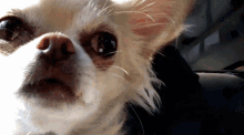Perrito Chihuahua GIF - Perrito Chihuahua GIFs