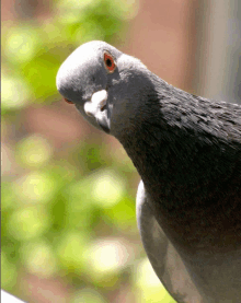 Pigeon Hello GIF