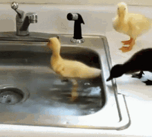 cute ducklings water swimming sink