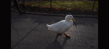 Duck With Shoes Walking GIF - Duck With Shoes Duck Walking GIFs