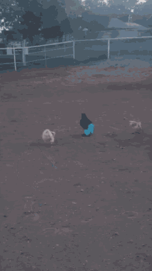 Cock Chicken GIF - Cock Chicken GIFs