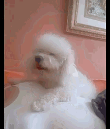 a small white poodle is sitting on a bed next to a pink wall .