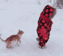 cat kitty kid slam snow