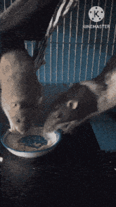 two rats are eating out of a bowl with a k on the bottom