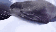 Baguette Seal GIF - Baguette Seal Captioned Seal GIFs