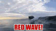 Sharkweek Redwave GIF
