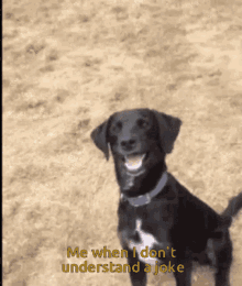 Dogs Funny Face GIF - Dogs Funny Face What GIFs