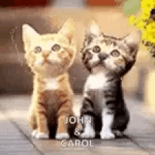 Kitten Groom GIF - Kitten Groom Love GIFs
