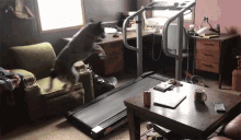 Dog On Treadmill Training GIF - Dog On Treadmill Training Getting In Shape GIFs