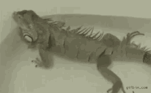 Iguana Fart GIF - Iguana Fart GIFs