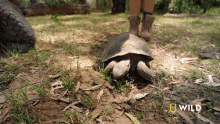 Baby Turtle Munching National Geographic GIF - Baby Turtle Munching National Geographic The Largest Turtle Species GIFs