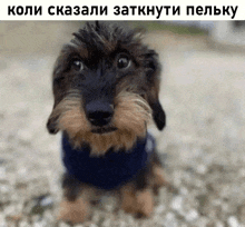 a dachshund wearing a blue sweater is looking at the camera