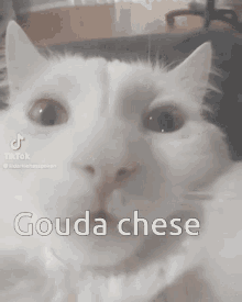 Gouda Cheese GIF - Gouda Cheese Cat GIFs