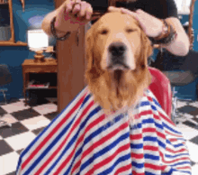 walajukuevans dog barber dog getting haircut