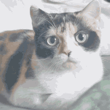 a close up of a calico cat laying down looking at the camera