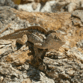 Push-ups Brown Anole Lizard GIF