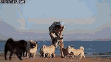 Beach GIF - Running Dog GIFs