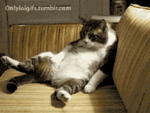 “not Being Able To Even” When You’re Just Too Lazy To Describe How You Feel. GIF - Cat Not A Care In The World Lazy GIFs