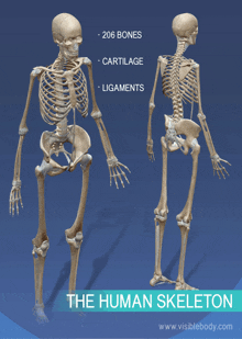 the human skeleton has 206 bones cartilage ligaments and more