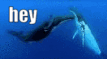 Whale Smell GIF