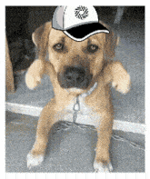 a dog wearing a baseball cap is chained to a wall