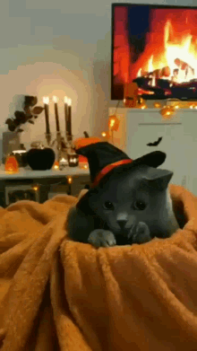 Cat Witch GIF - Cat Witch Hat GIFs
