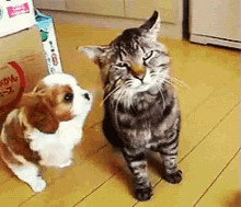 Molestando GIF - Dog Cat Annoyed GIFs