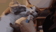 Cat Catlicking GIF - Cat Catlicking Hongkong GIFs