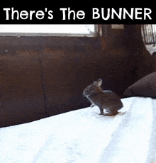 Bunny Bunny Gang GIF - Bunny Bunny Gang Theres The Bunner GIFs