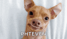 a small brown dog is smiling with the word pheven written below it