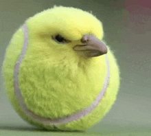 a tennis ball with a bird 's head on it
