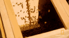 Bee Insect GIF - Bee Insect Bees Cage GIFs