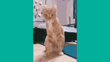 Cat Gato GIF - Cat Gato Funny GIFs
